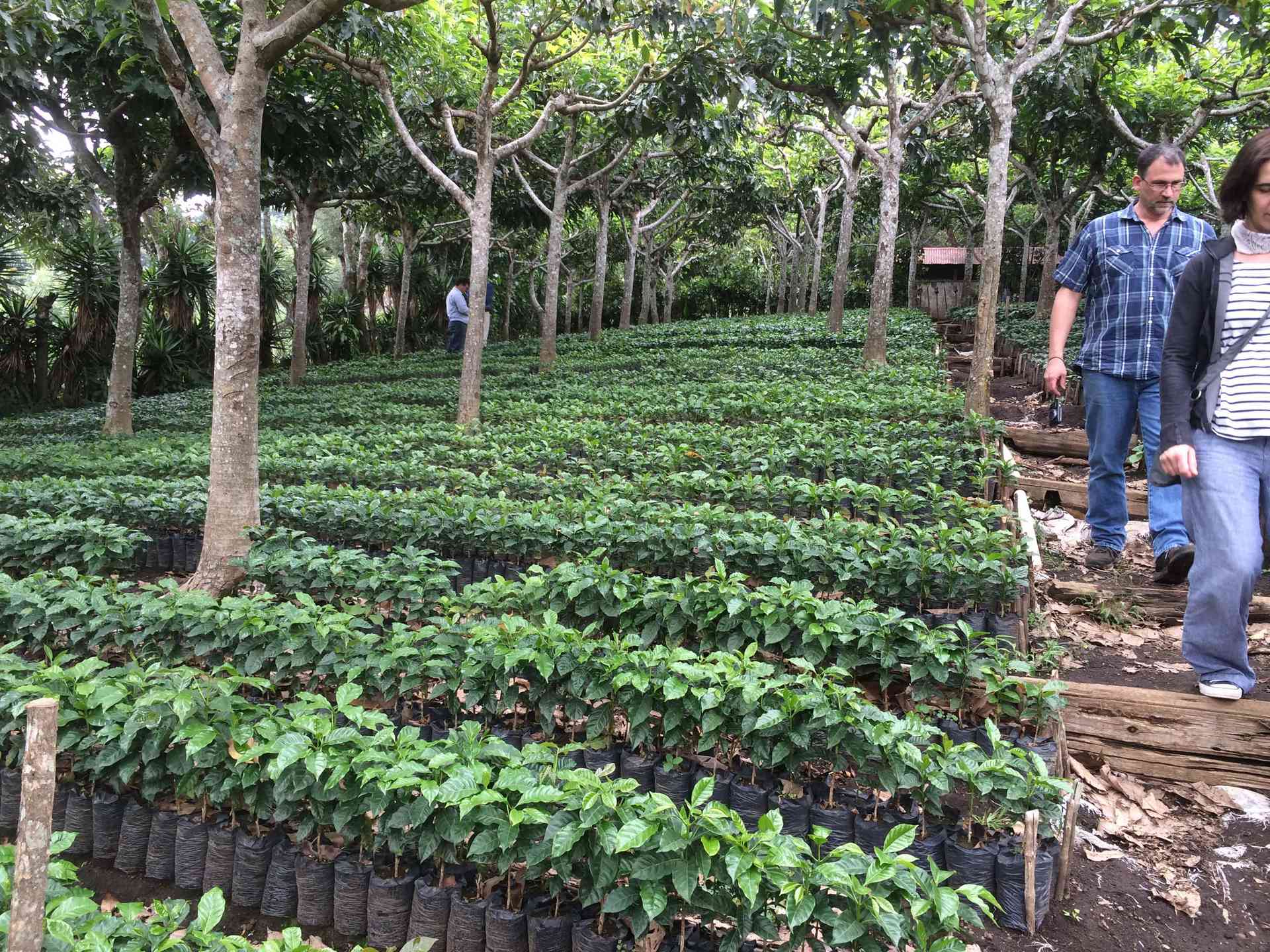 Finca Hamburgo
